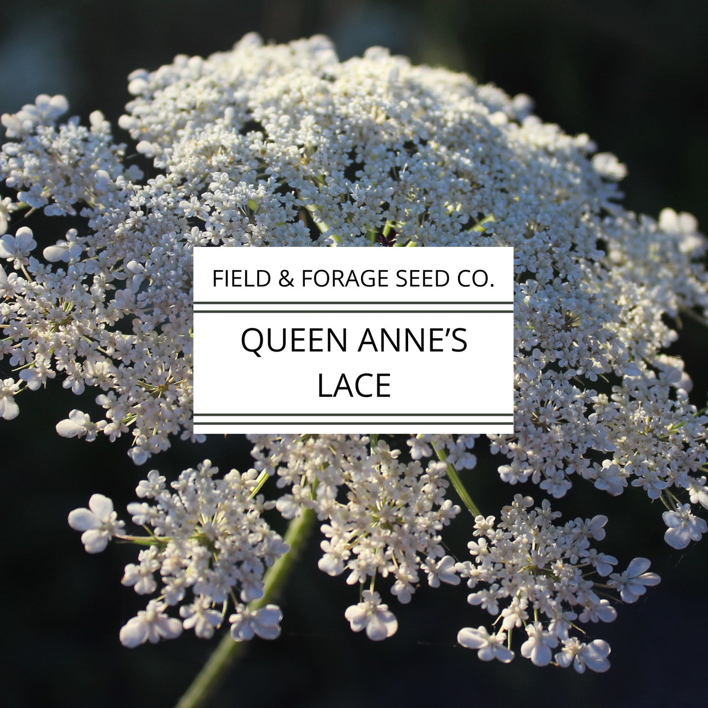 Queen Anne’s Lace Seeds | Daucus carota | Heirloom Cut Flower | 300 Seeds