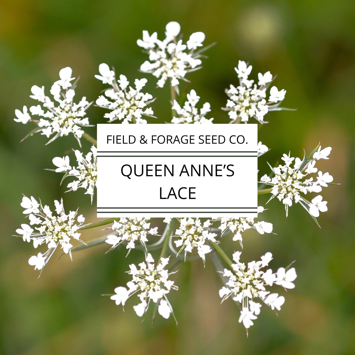 Queen Anne’s Lace Seeds | Daucus carota | Heirloom Cut Flower | 300 Seeds