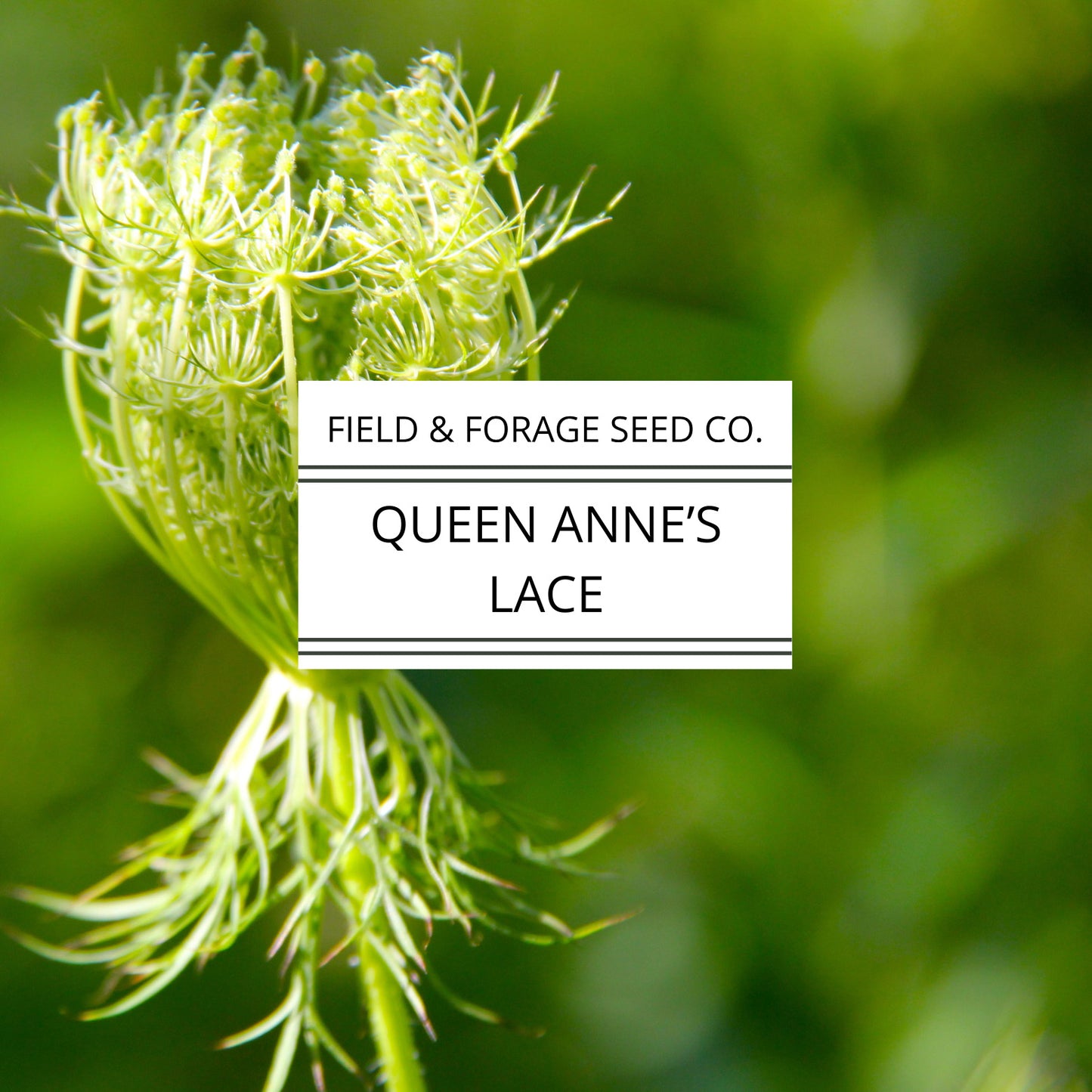 Queen Anne’s Lace Seeds | Daucus carota | Heirloom Cut Flower | 300 Seeds