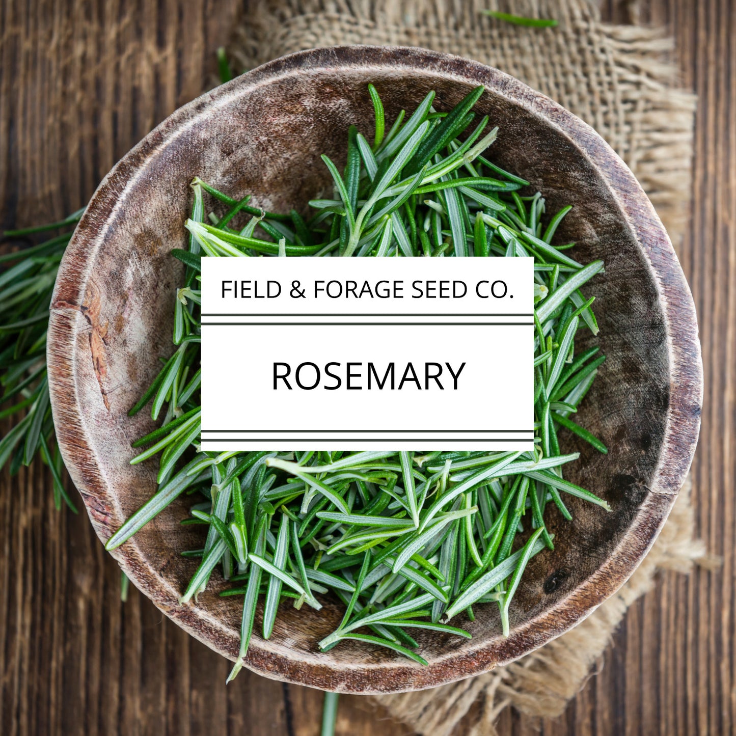 Rosemary | Rosmarinus officinalis| Heirloom | Non-GMO | 50 Seeds