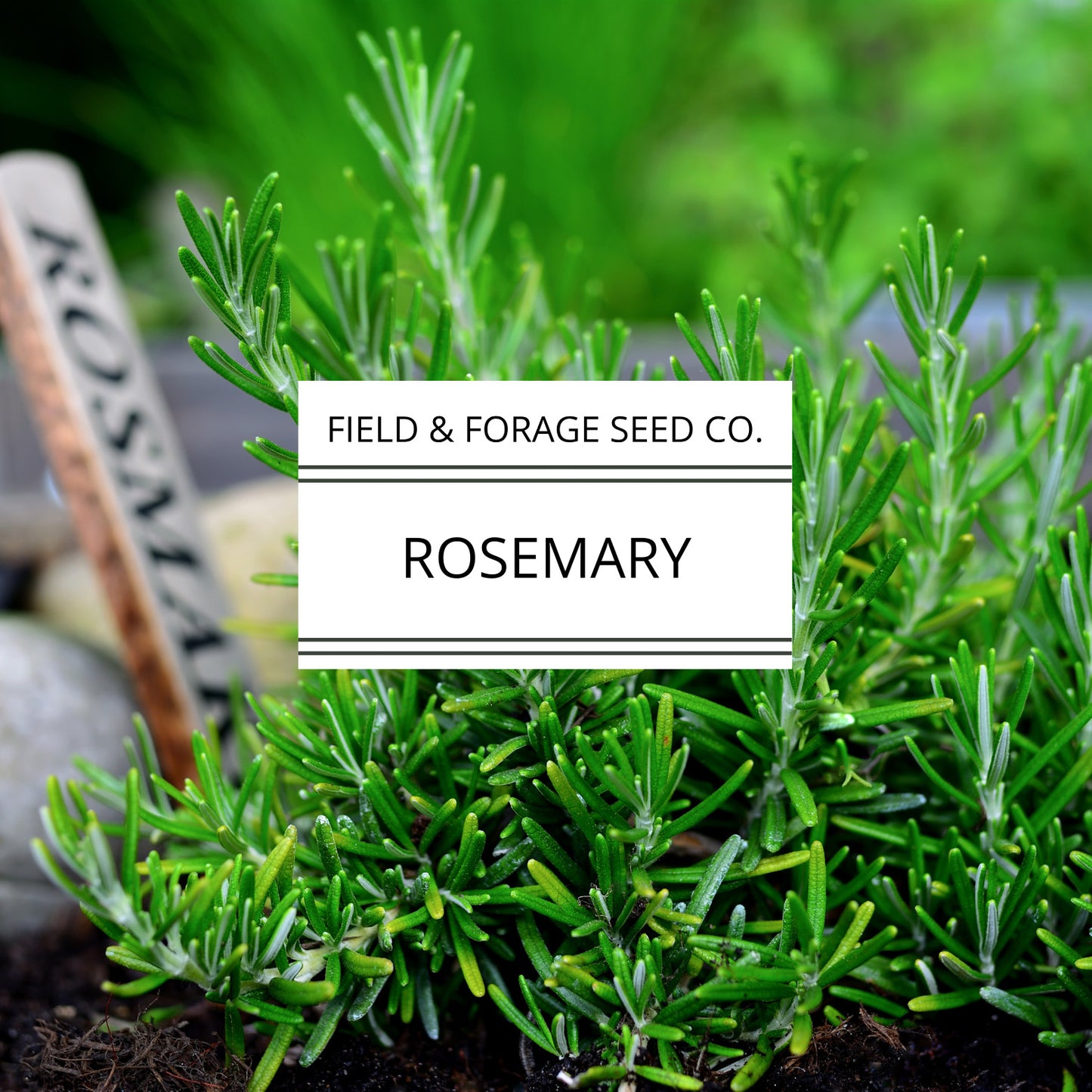 Rosemary | Rosmarinus officinalis| Heirloom | Non-GMO | 50 Seeds