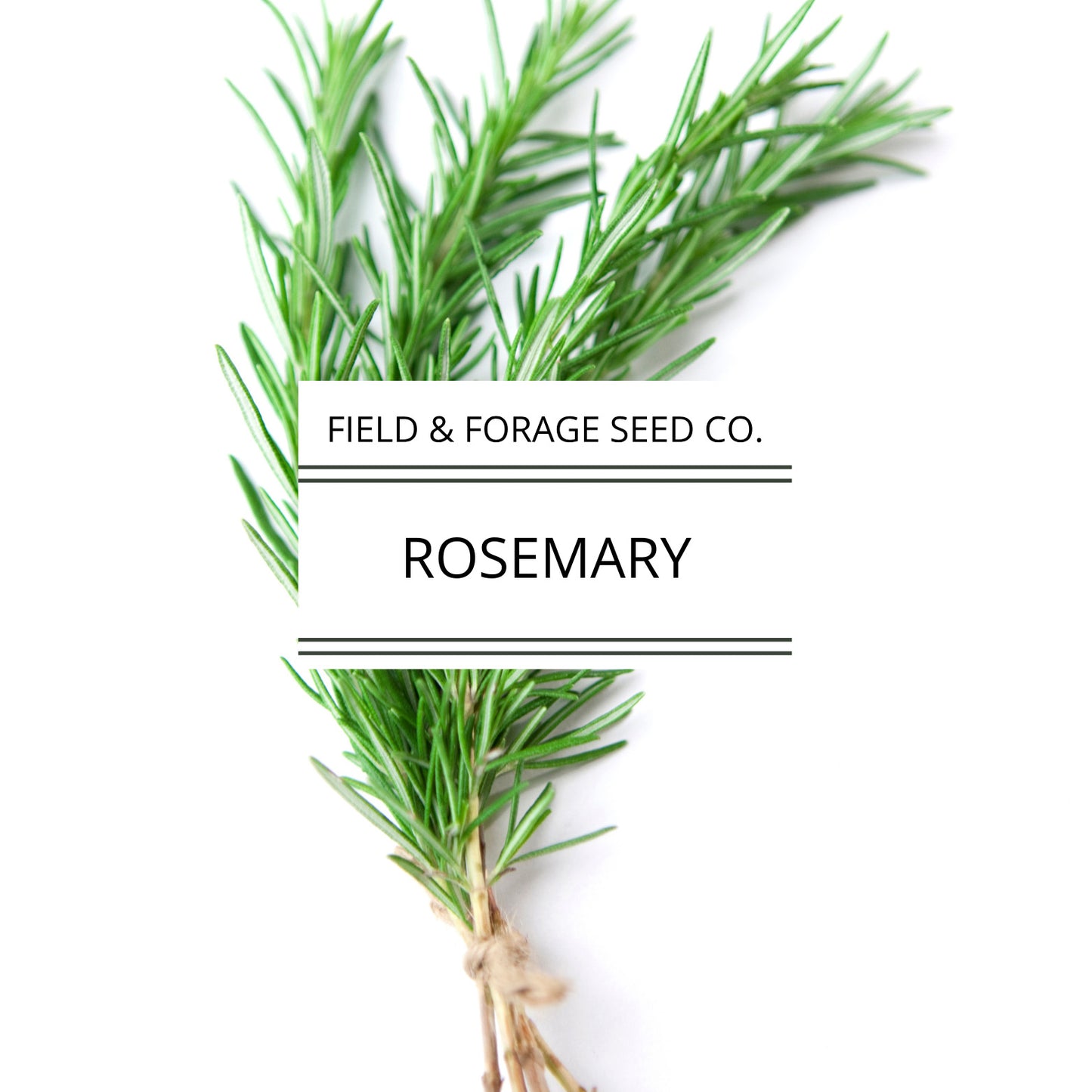 Rosemary | Rosmarinus officinalis| Heirloom | Non-GMO | 50 Seeds