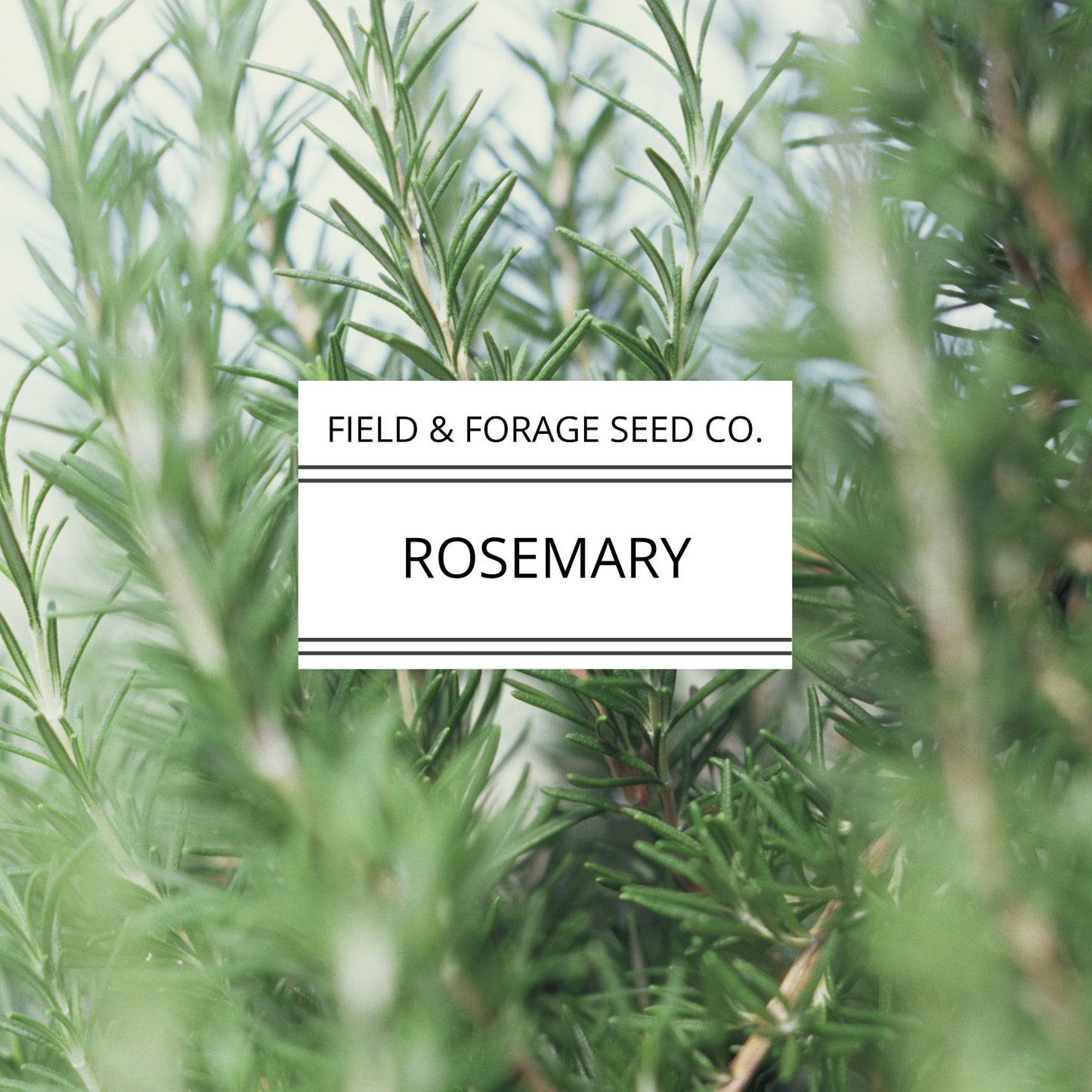 Rosemary | Rosmarinus officinalis| Heirloom | Non-GMO | 50 Seeds