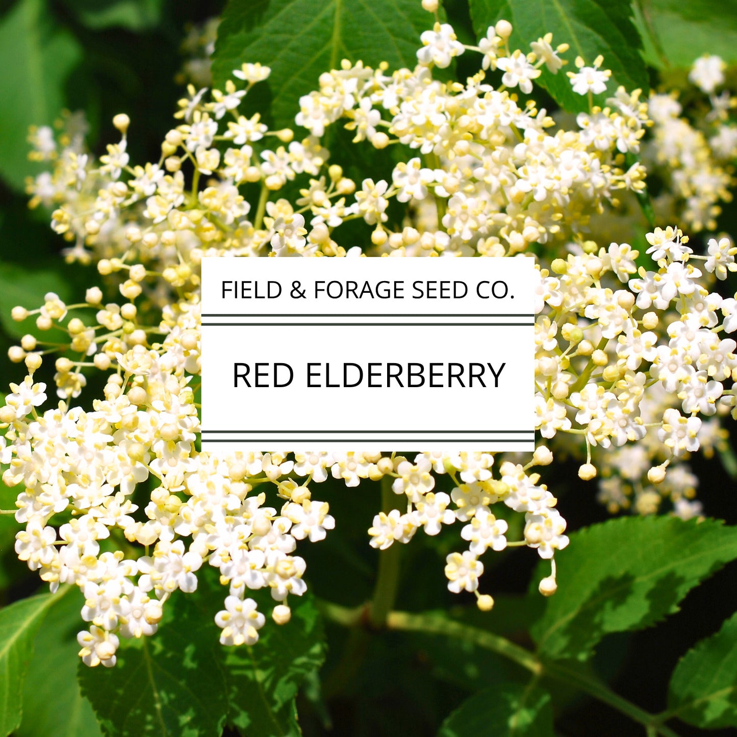 RED Elderberry Seeds | Sambucus racemosa | Heirloom | Non-GMO | Medicinal Shrub | Pollinator Plant | Edible Berries | Native Perennial | 200 Seeds