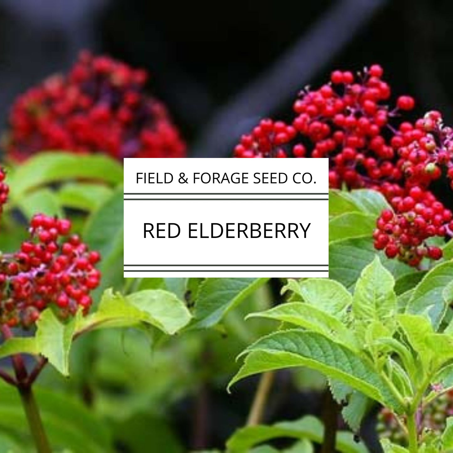 RED Elderberry Seeds | Sambucus racemosa | Heirloom | Non-GMO | Medicinal Shrub | Pollinator Plant | Edible Berries | Native Perennial | 200 Seeds
