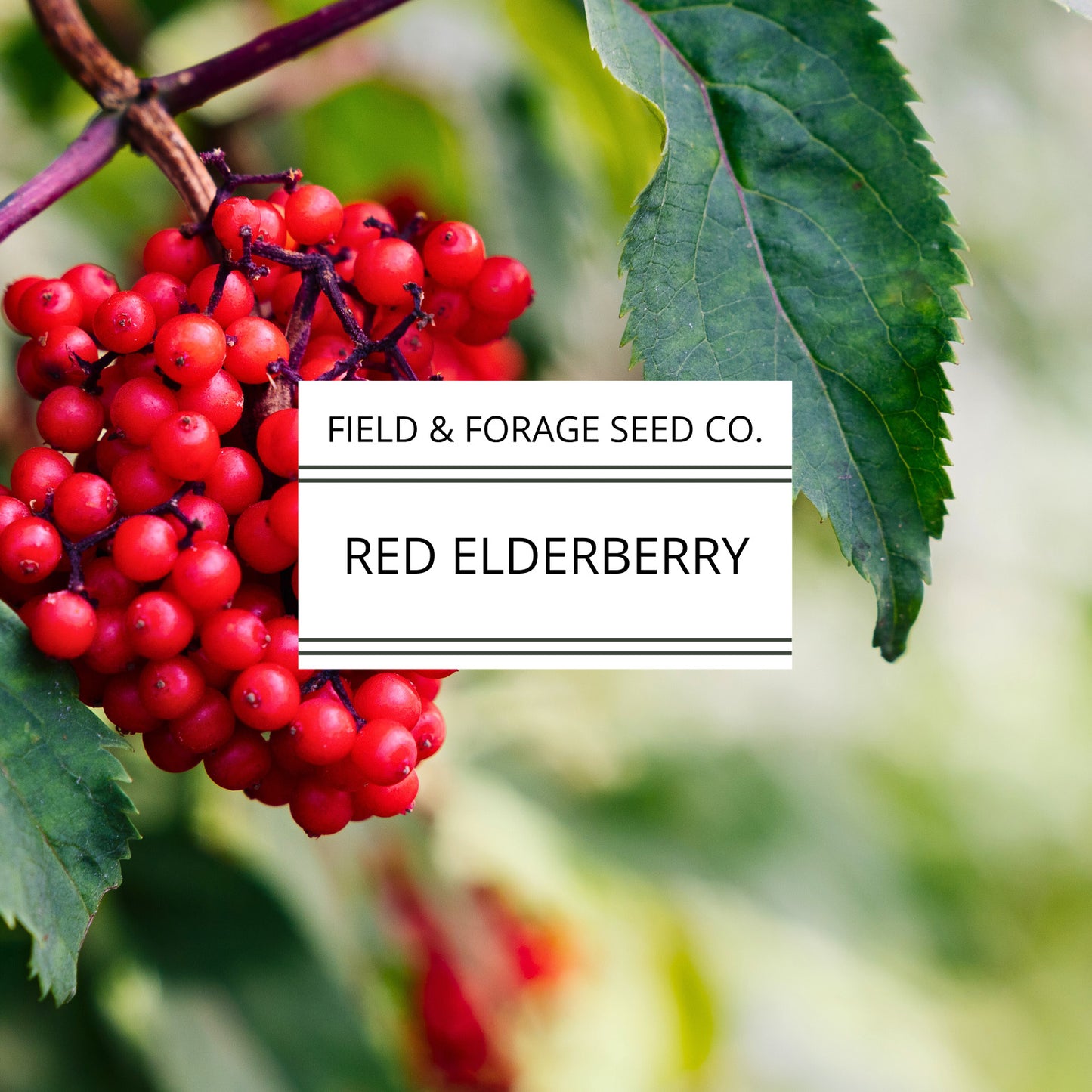 RED Elderberry Seeds | Sambucus racemosa | Heirloom | Non-GMO | Medicinal Shrub | Pollinator Plant | Edible Berries | Native Perennial | 200 Seeds