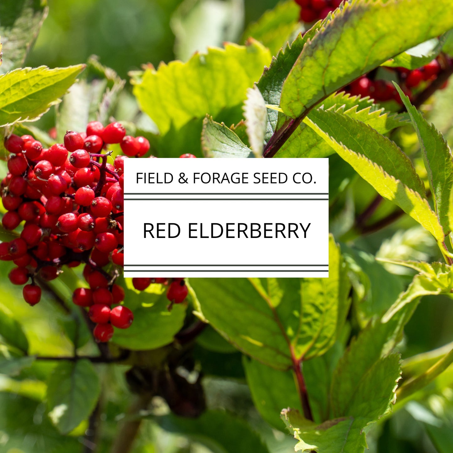 RED Elderberry Seeds | Sambucus racemosa | Heirloom | Non-GMO | Medicinal Shrub | Pollinator Plant | Edible Berries | Native Perennial | 200 Seeds