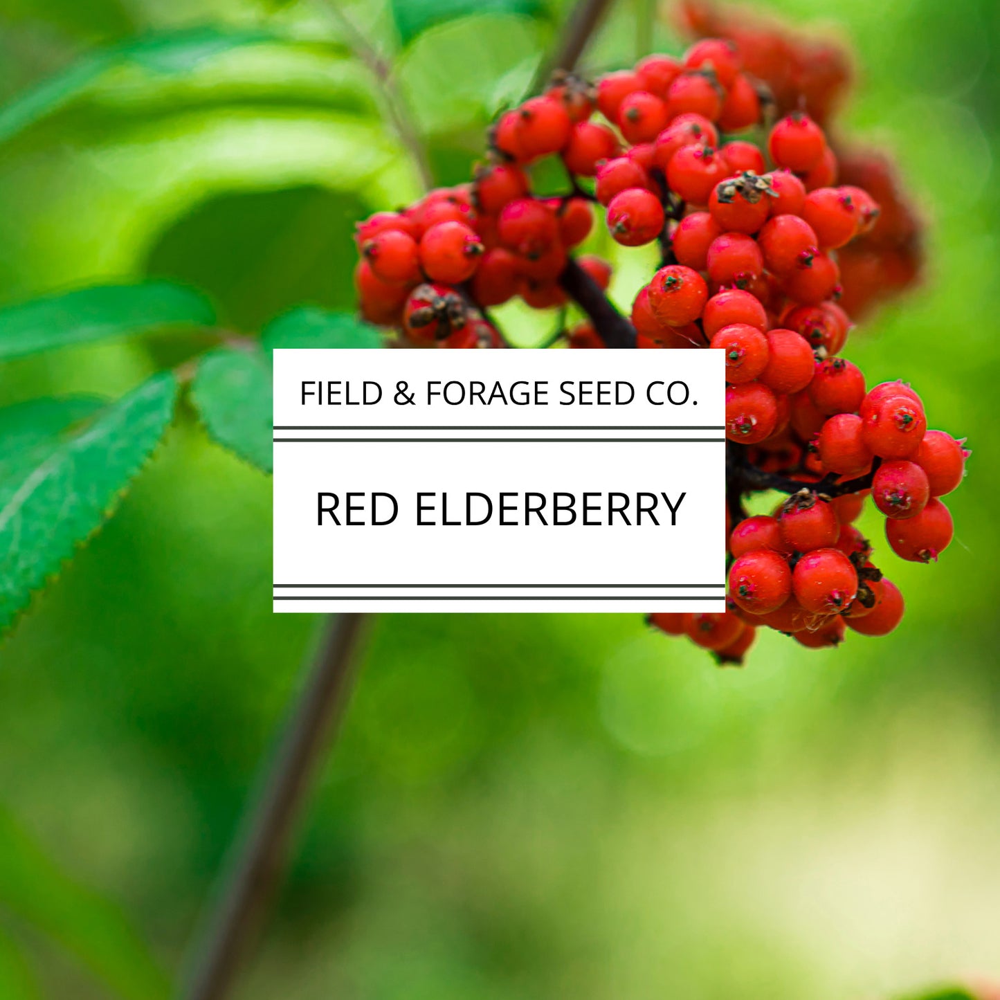 RED Elderberry Seeds | Sambucus racemosa | Heirloom | Non-GMO | Medicinal Shrub | Pollinator Plant | Edible Berries | Native Perennial | 200 Seeds