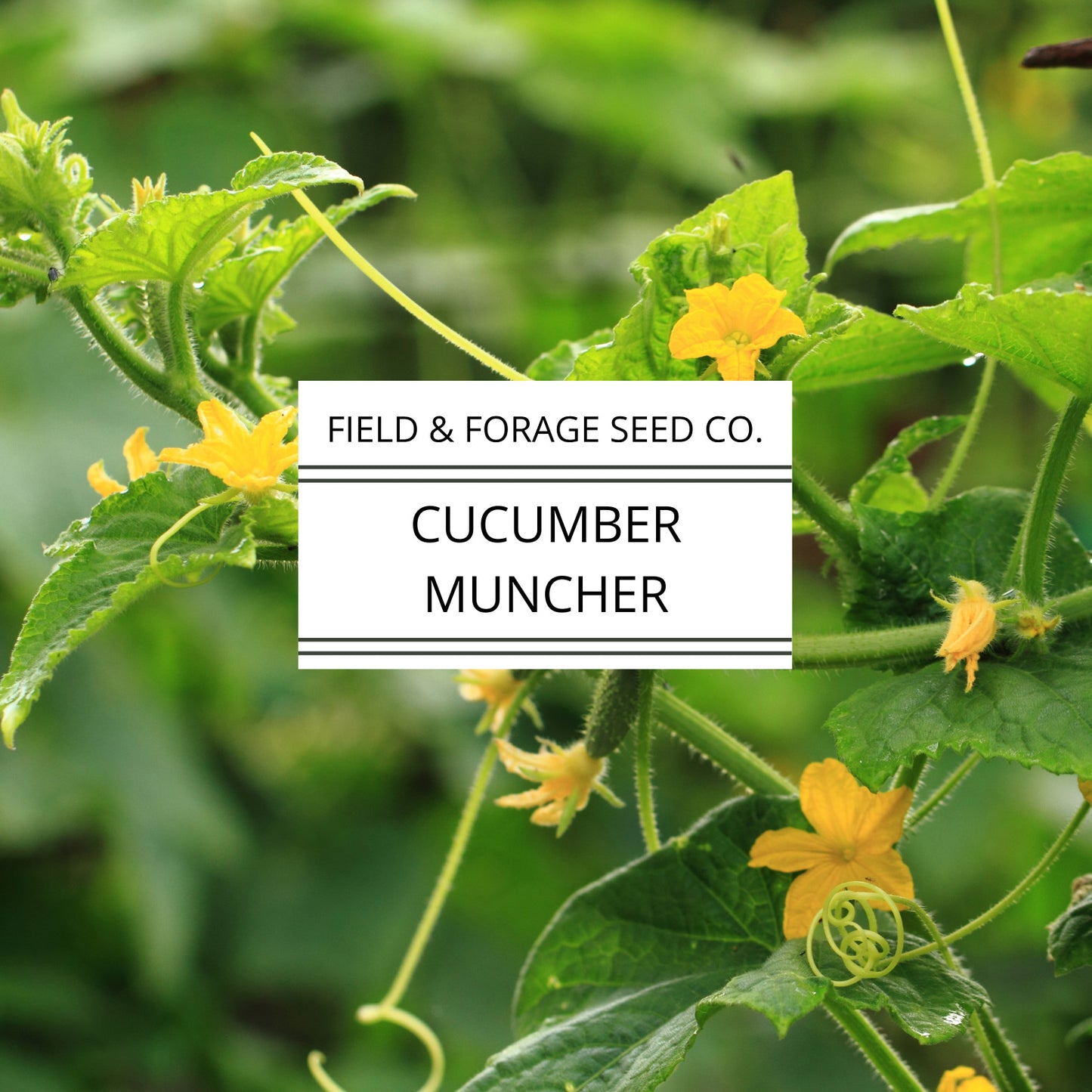 Cucumber Muncher | Cucumis sativus ‘Muncher’ | Sweet, Burpless Heirloom | Non-GMO | 30 Seeds