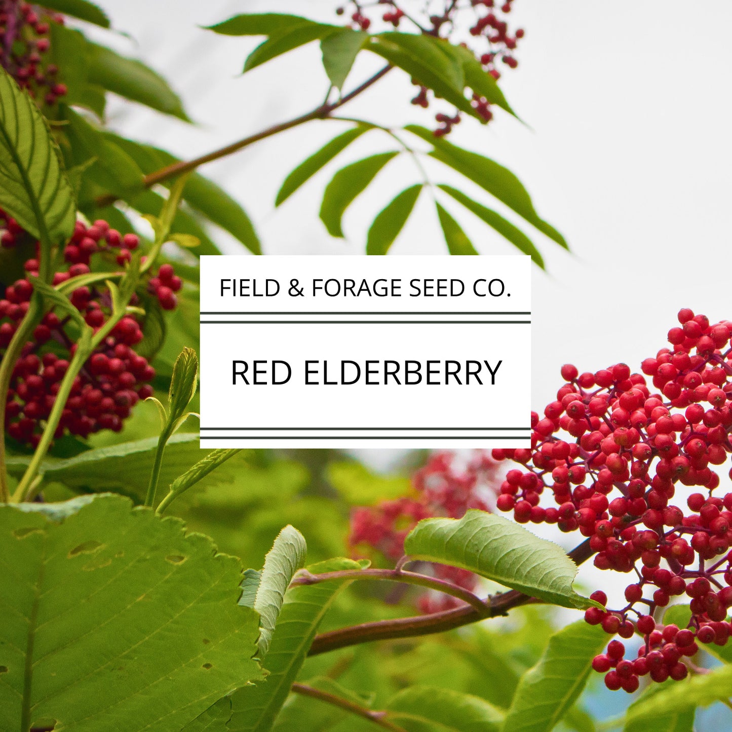 RED Elderberry Seeds | Sambucus racemosa | Heirloom | Non-GMO | Medicinal Shrub | Pollinator Plant | Edible Berries | Native Perennial | 200 Seeds