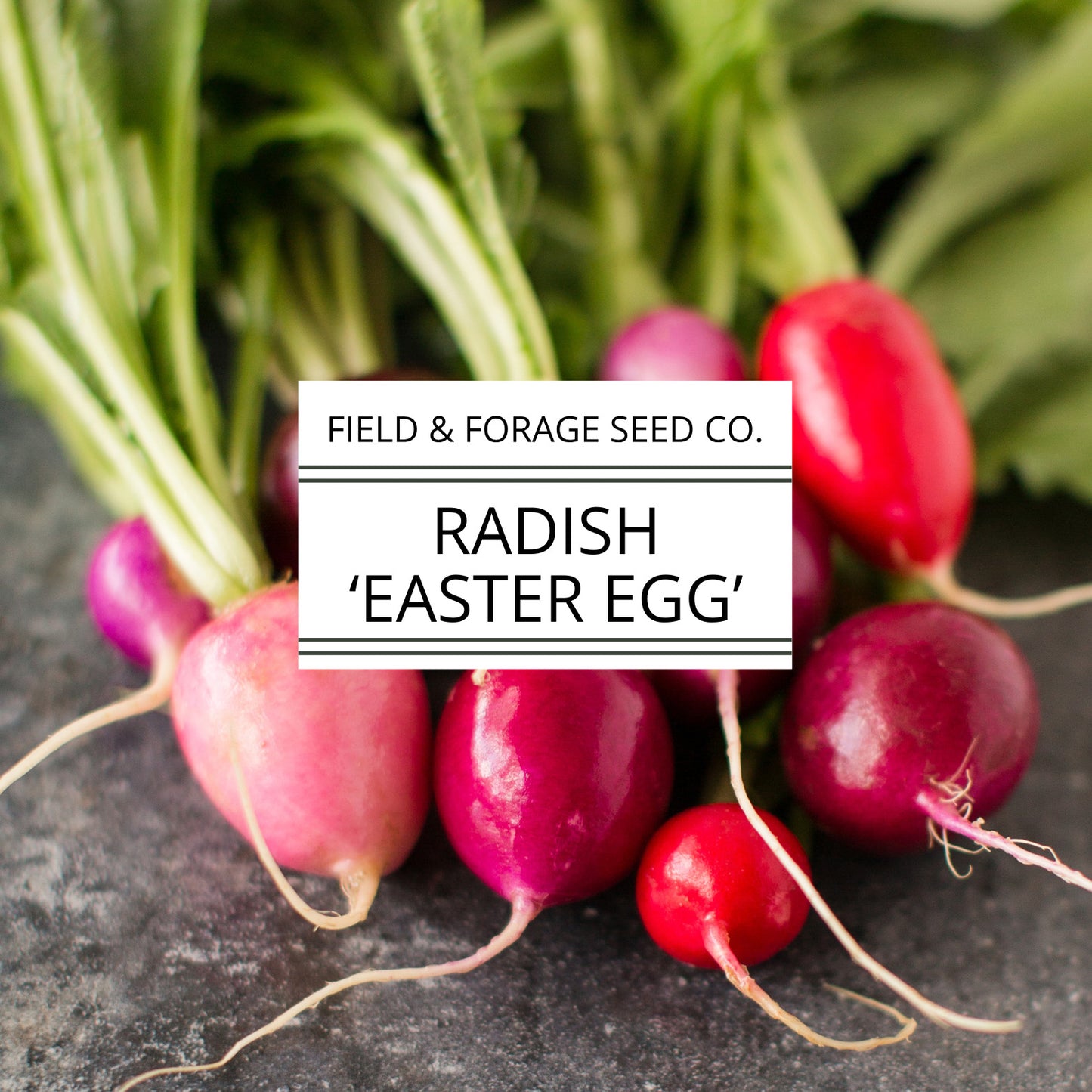 Radish 'Easter Egg' | Raphanus sativus | Heirloom | Non-GMO | 200 Seeds