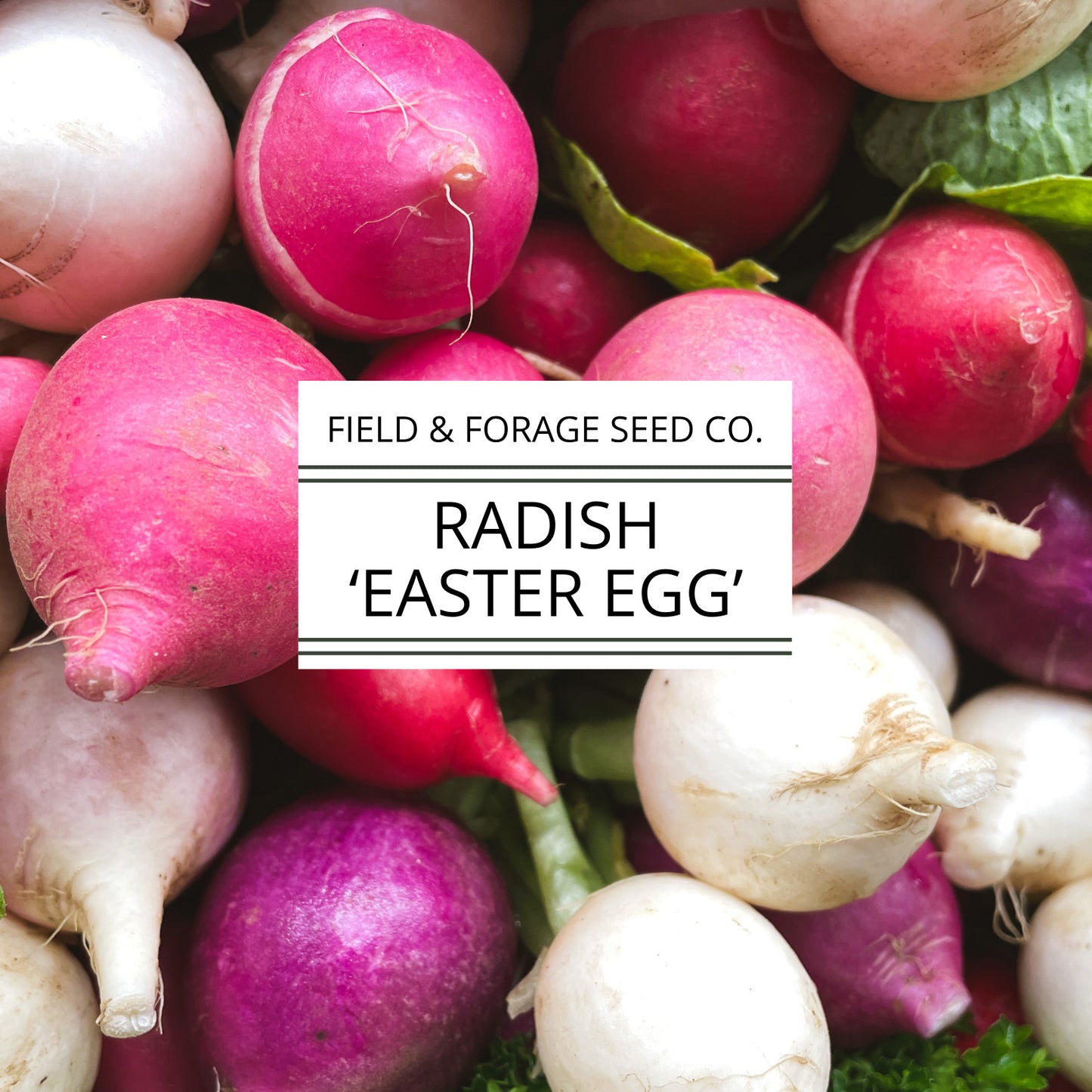 Radish 'Easter Egg' | Raphanus sativus | Heirloom | Non-GMO | 200 Seeds