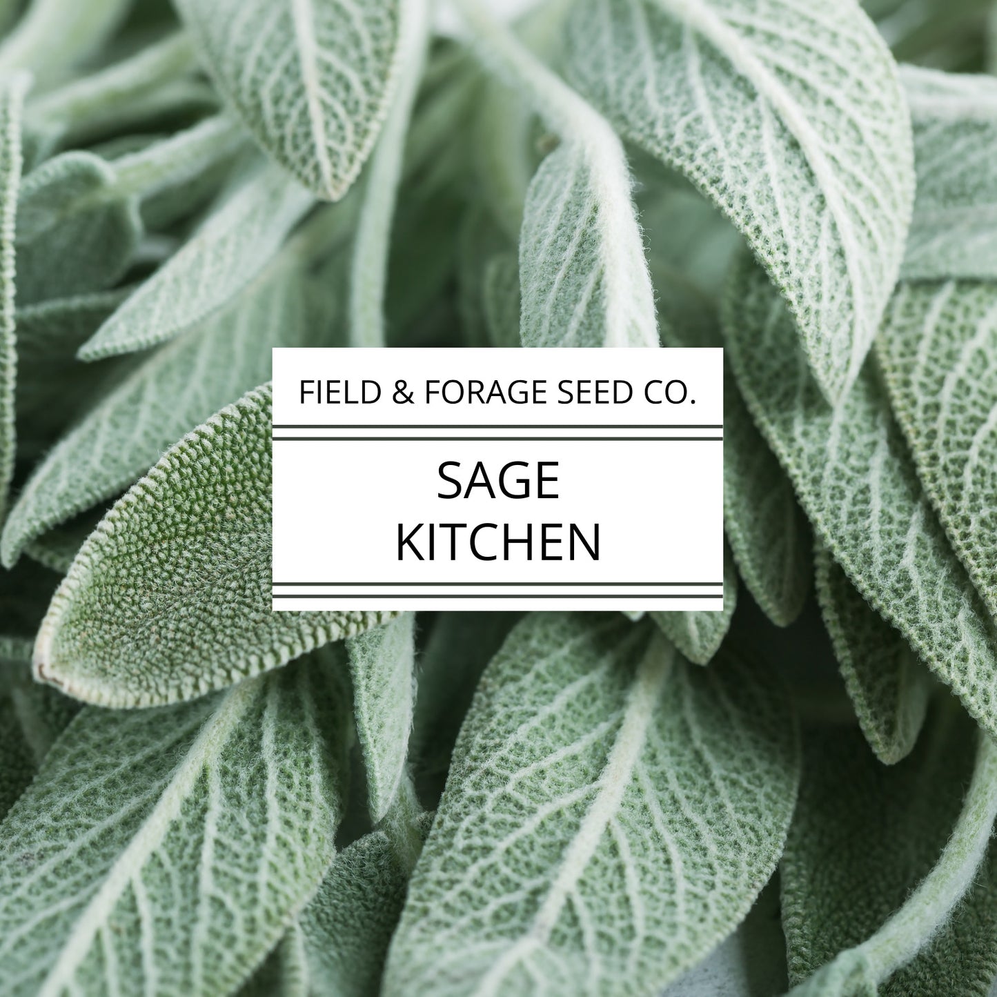 Sage 'Kitchen' | Salvia officinalis | Heirloom | Non-GMO | 100 Seeds