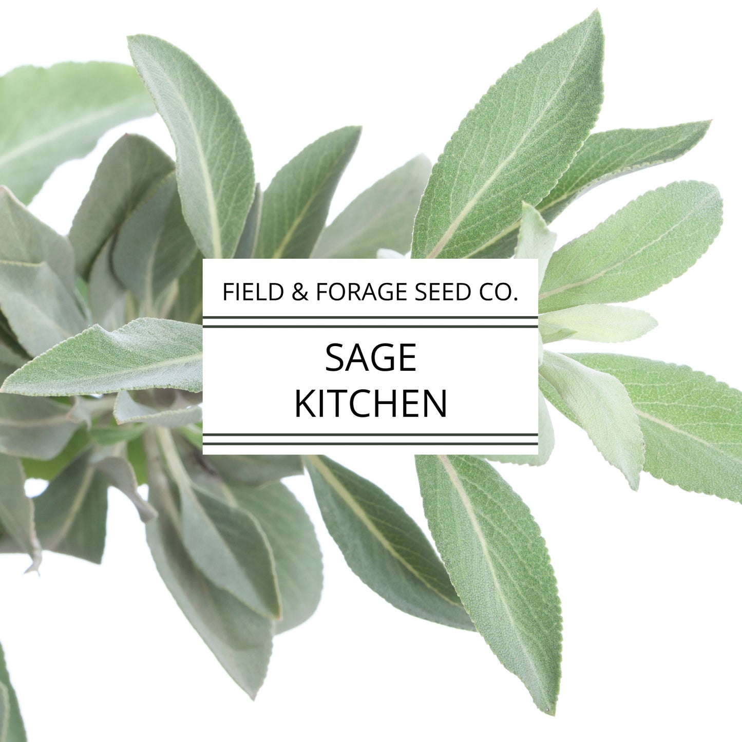 Sage 'Kitchen' | Salvia officinalis | Heirloom | Non-GMO | 100 Seeds