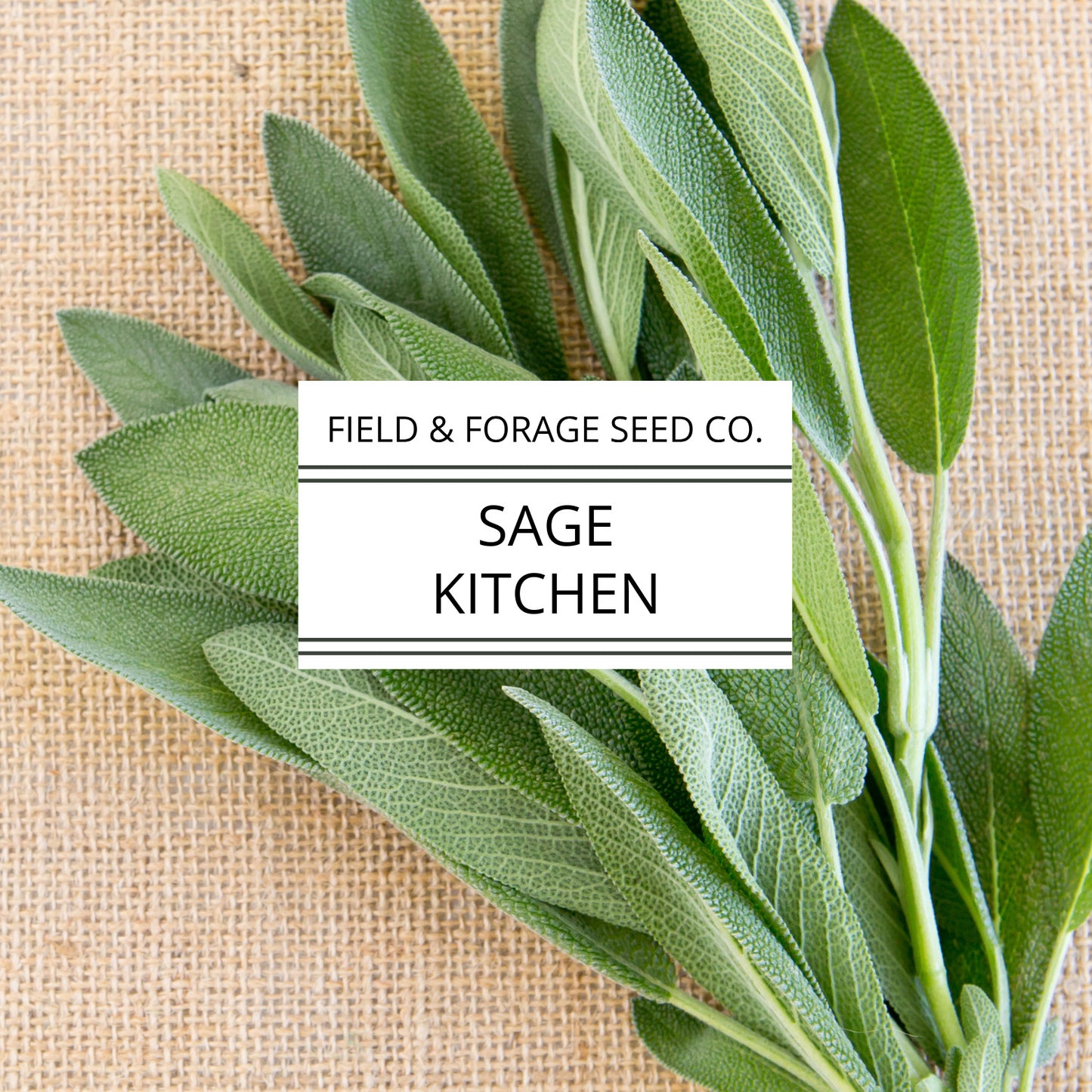 Sage 'Kitchen' | Salvia officinalis | Heirloom | Non-GMO | 100 Seeds