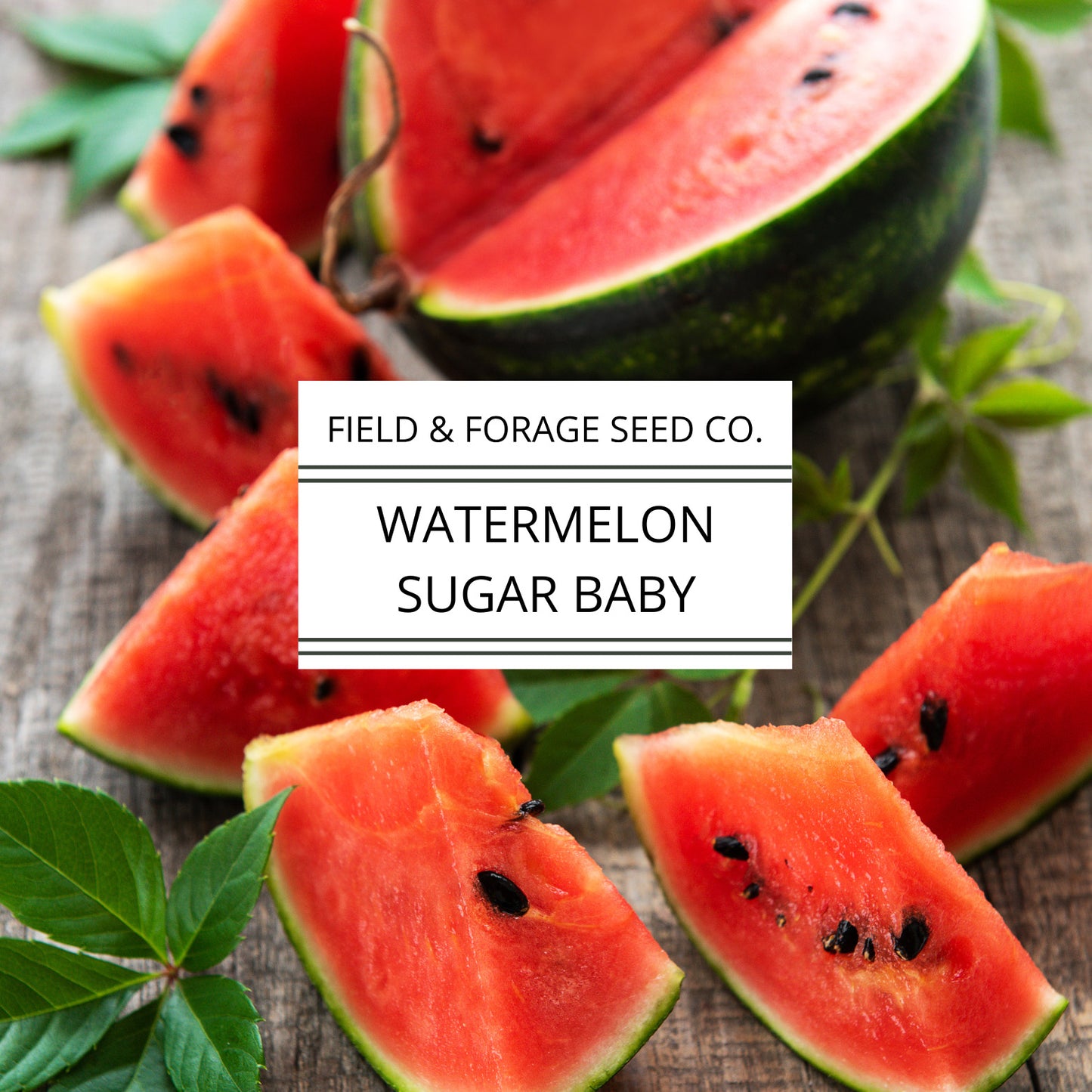 Watermelon Sugar Baby Seeds | Small Sweet Heirloom | Non-GMO | 50 Seeds