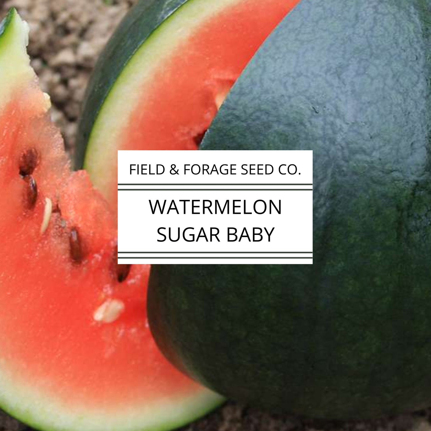 Watermelon Sugar Baby Seeds | Small Sweet Heirloom | Non-GMO | 50 Seeds
