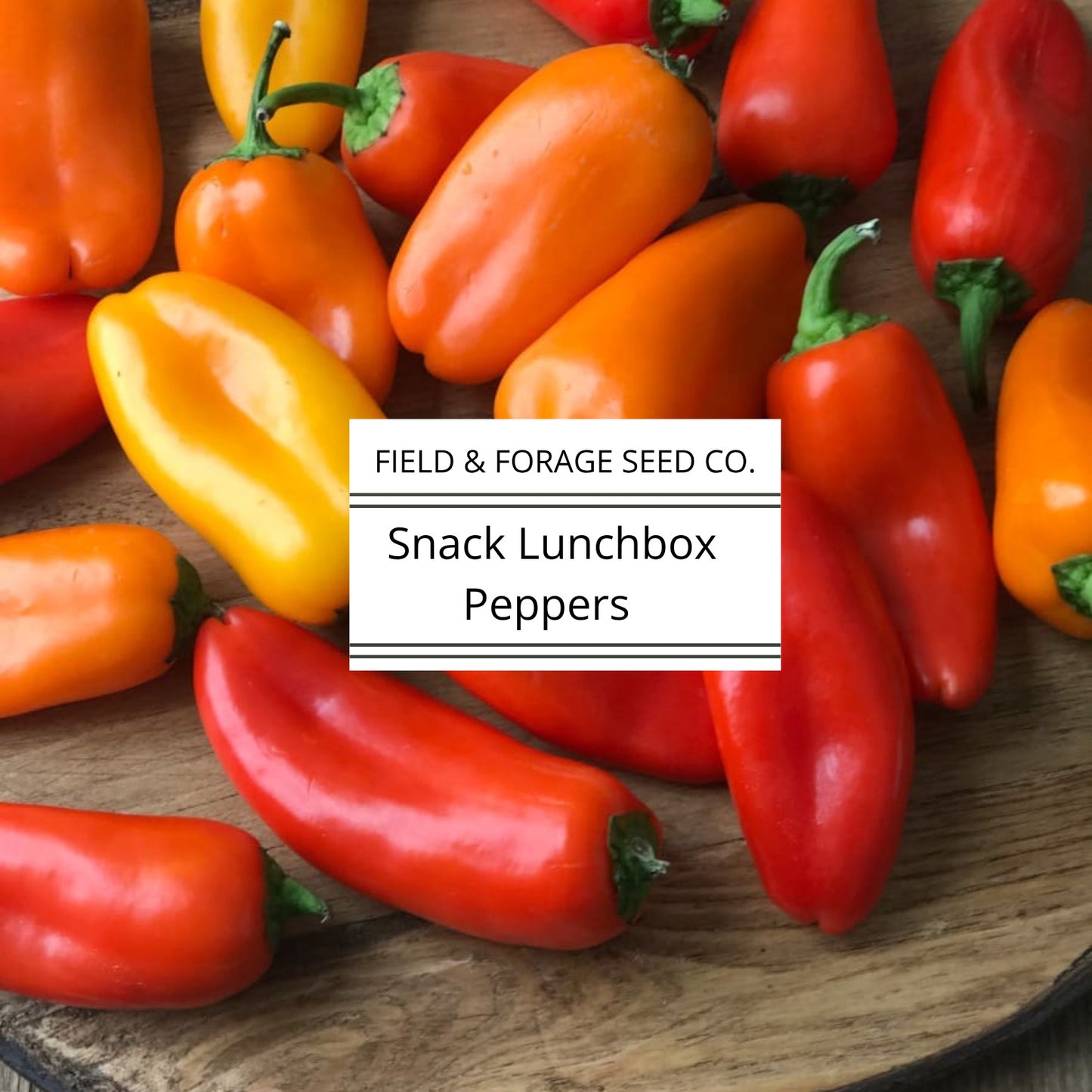 Lunchbox Sweet Pepper Seeds | Heirloom | Non-GMO Vegetable Seeds | 25 Seeds