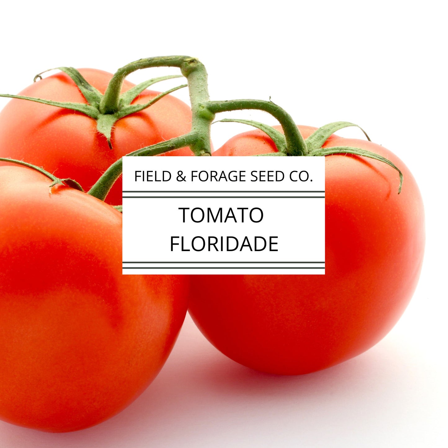 Tomato Campbell’s 33 – Classic Canning & Slicing Tomato | Determinate Heirloom | Non-GMO – 35 Seeds