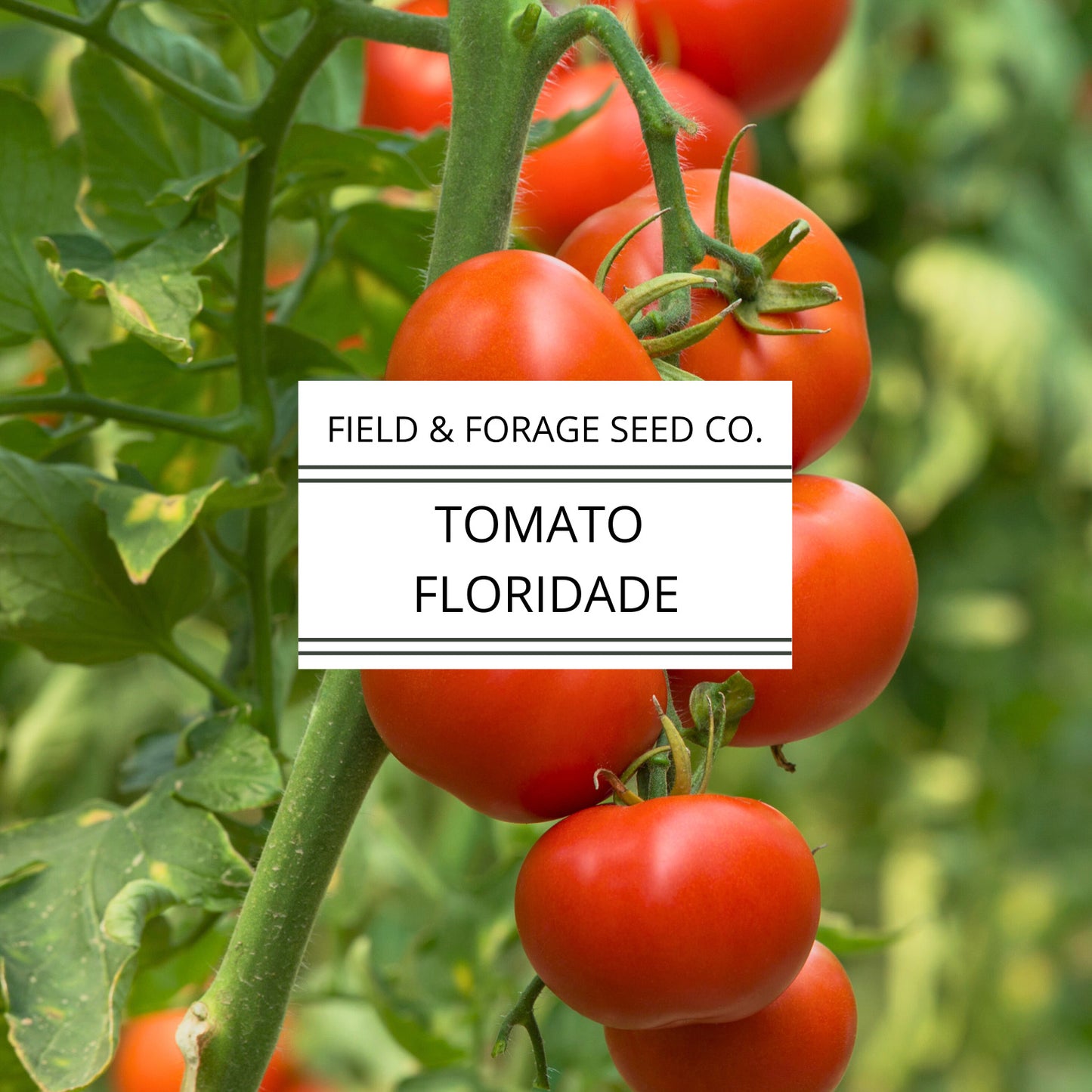Tomato Campbell’s 33 – Classic Canning & Slicing Tomato | Determinate Heirloom | Non-GMO – 35 Seeds