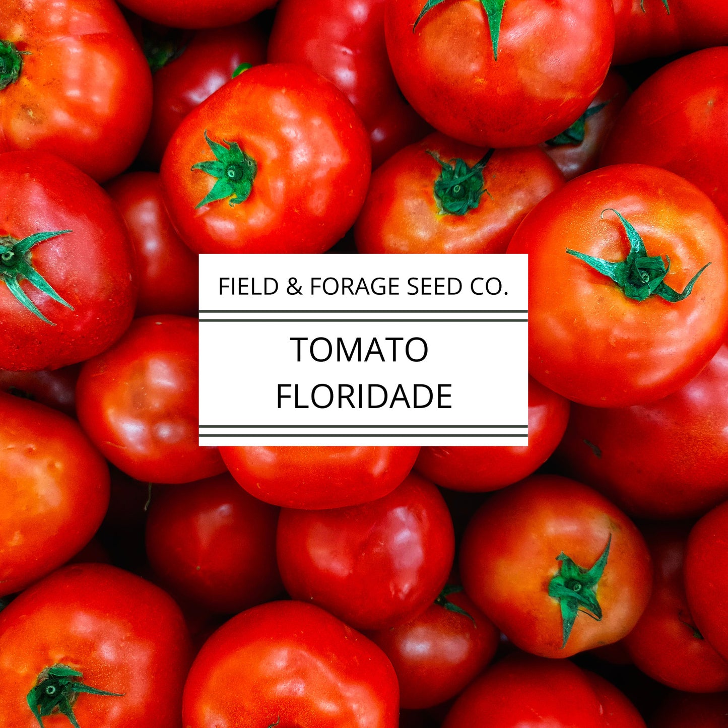 Tomato Campbell’s 33 – Classic Canning & Slicing Tomato | Determinate Heirloom | Non-GMO – 35 Seeds