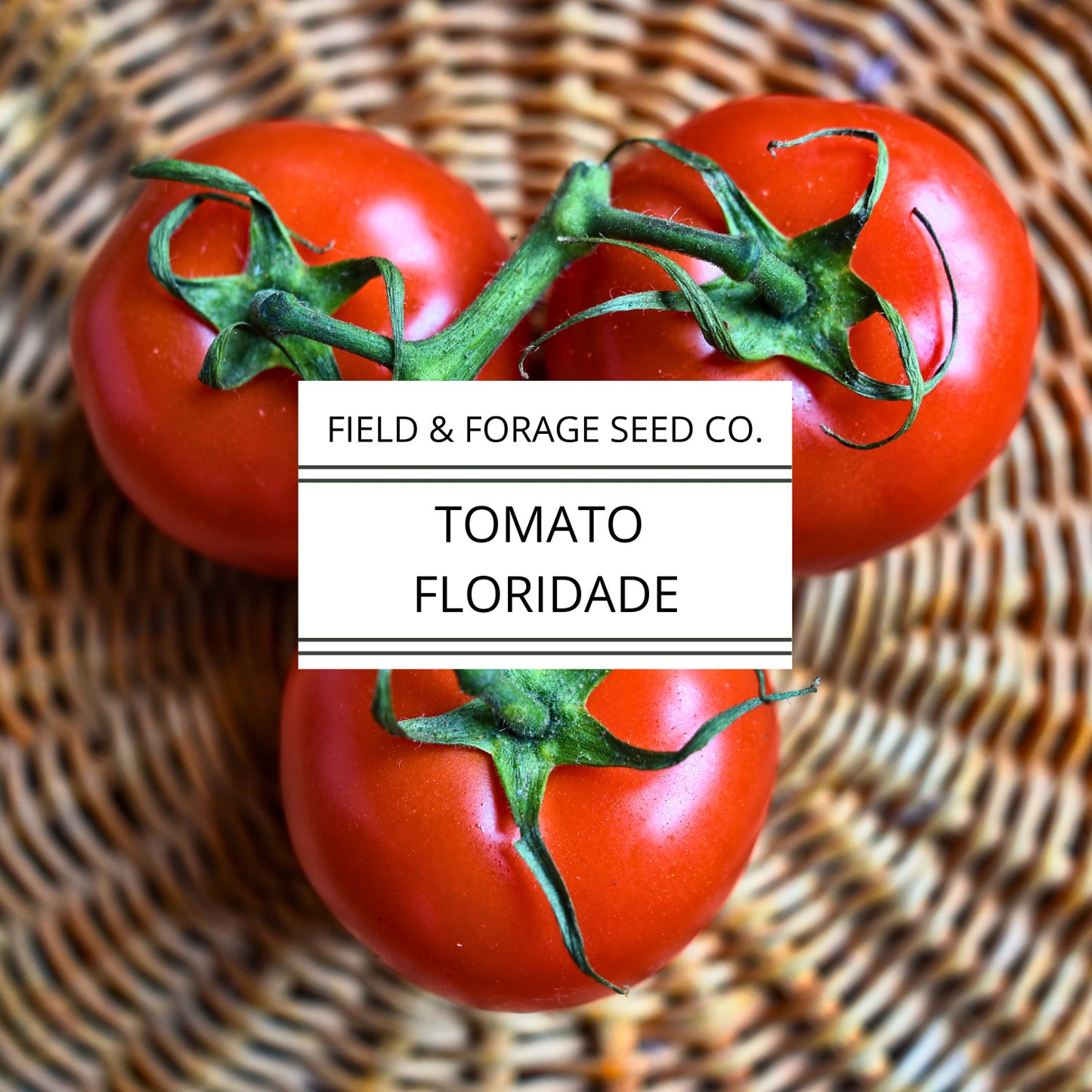 Tomato Campbell’s 33 – Classic Canning & Slicing Tomato | Determinate Heirloom | Non-GMO – 35 Seeds