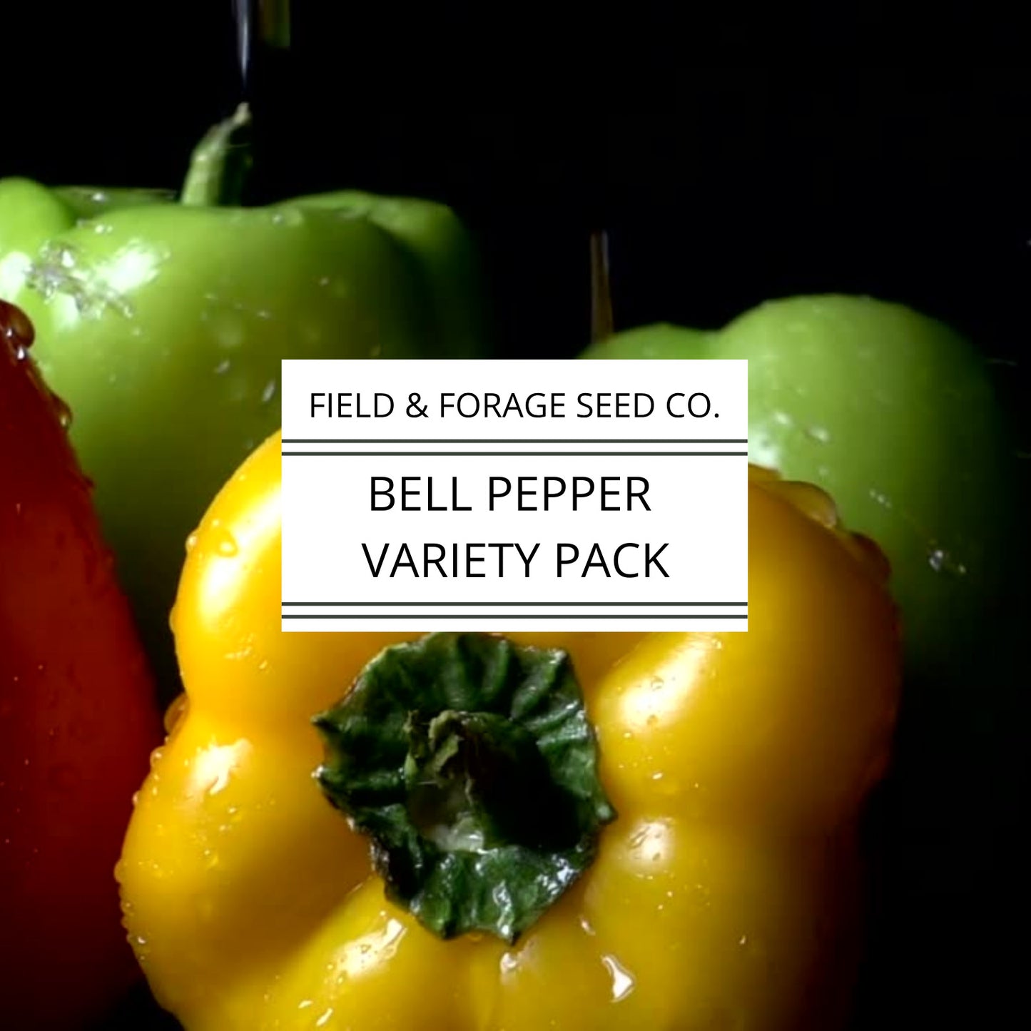 Bell Pepper Heirloom Seeds Variety Pack | Non-GMO Vegetable Seeds | 25 Seeds