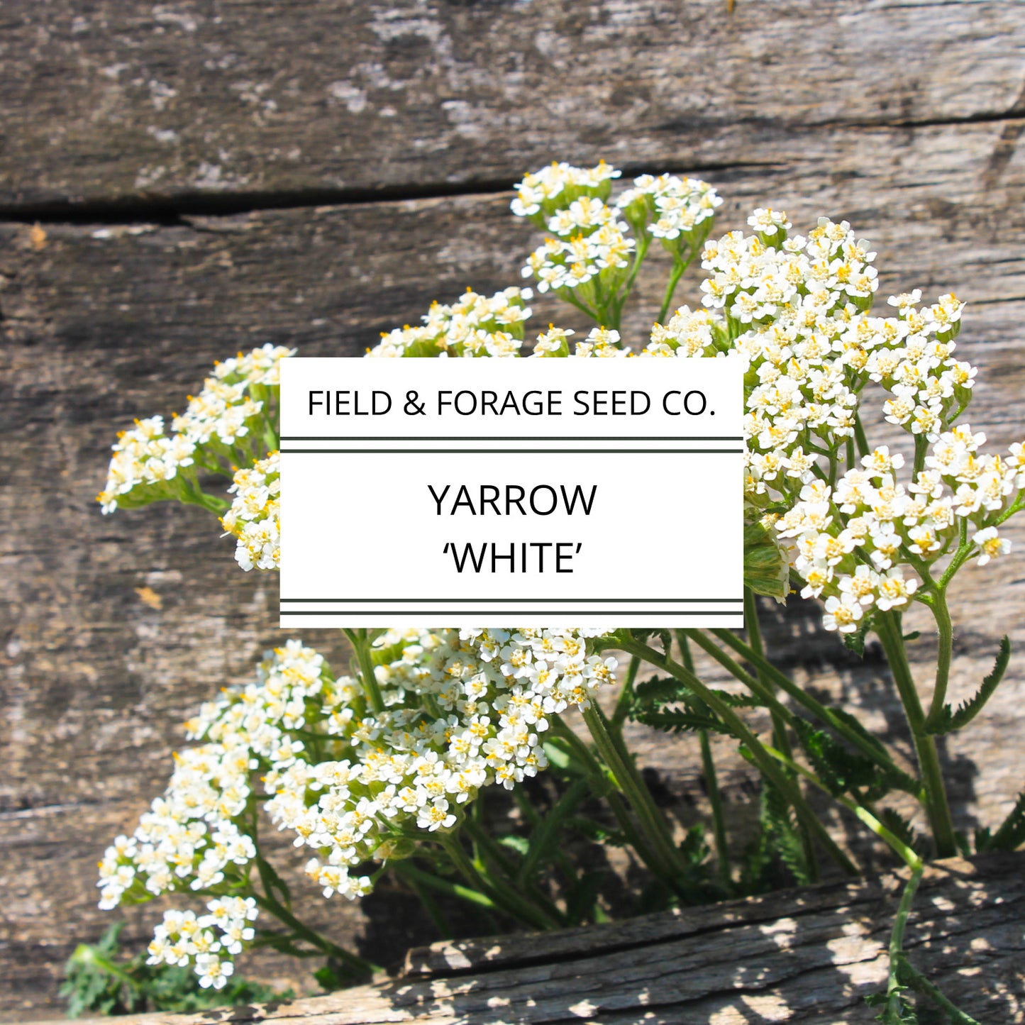Yarrow 'White' | Achillea millefolium | Heirloom | Non-GMO | 100 Seeds