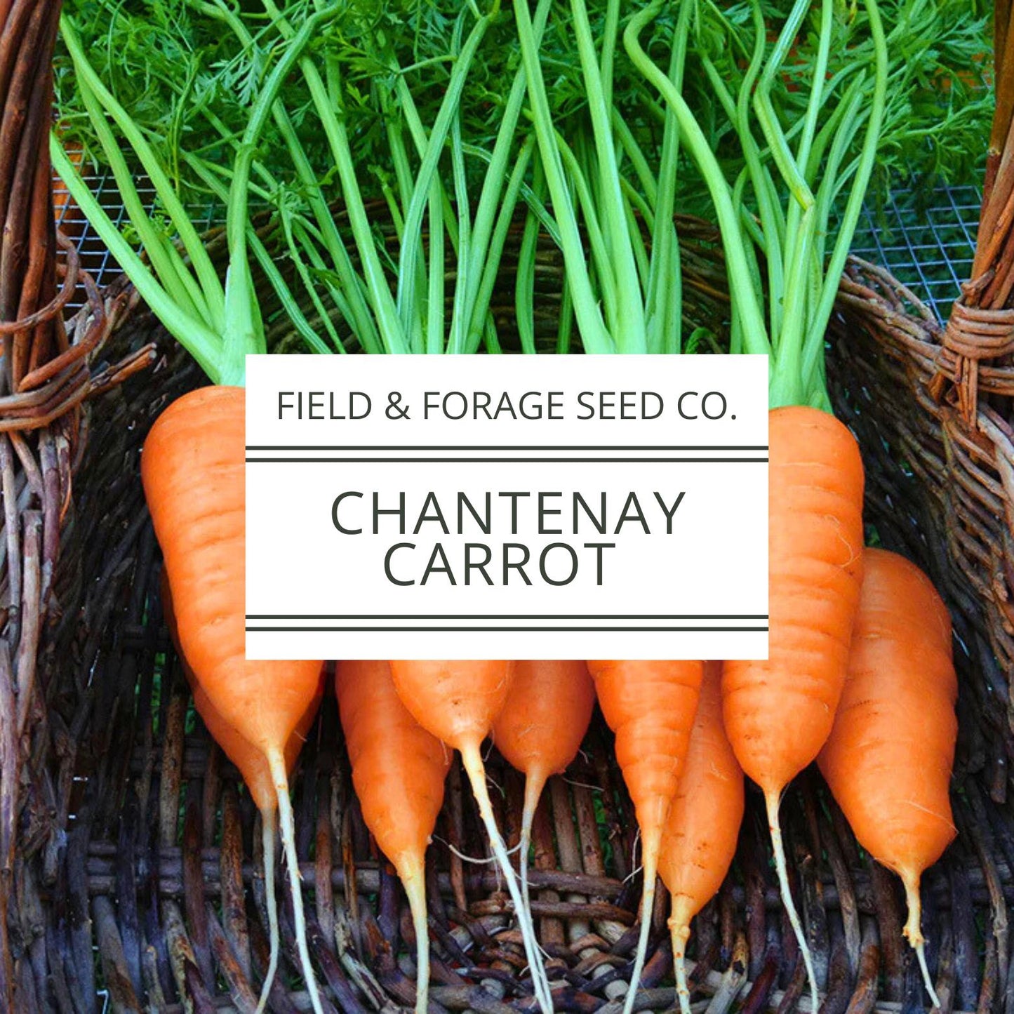 Chantenay Red Cored Carrot Seeds | Heirloom | Non-GMO | 1000 Seeds