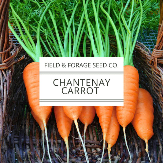 Chantenay Red Cored Carrot Seeds | Heirloom | Non-GMO | 1000 Seeds