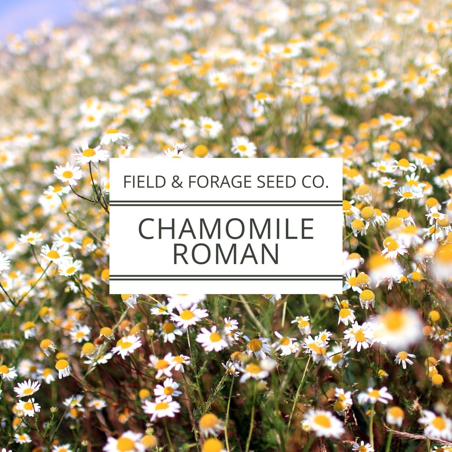 Roman Chamomile Seeds | Non-GMO Heirloom | Medicinal Herb | 100 Seeds