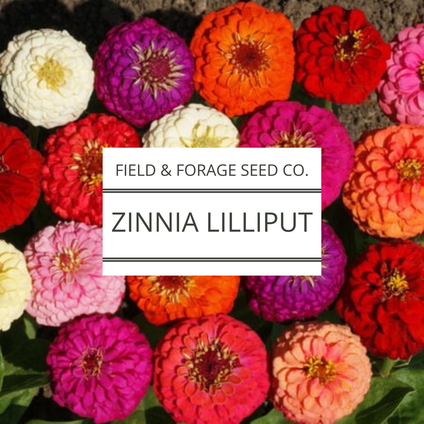 Zinnia Lilliput Flower Seeds | Pompon Mix Heirloom |Cut Flower |Easy to Grow |Bright Blooms for Borders | Pollinators | 200 Seeds