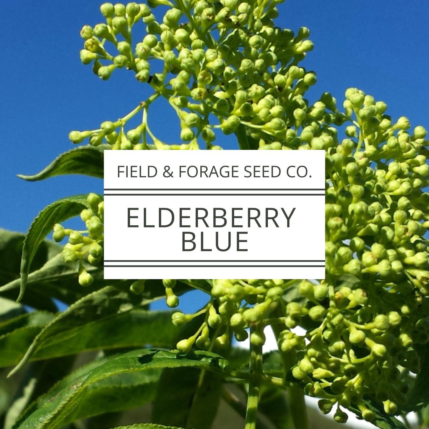 Blue Elderberry Seeds | Sambucus cerulea | Heirloom | Non-GMO | Medicinal Shrub | Pollinator Plant | Edible Berries | Native Perennial | 50 Seeds