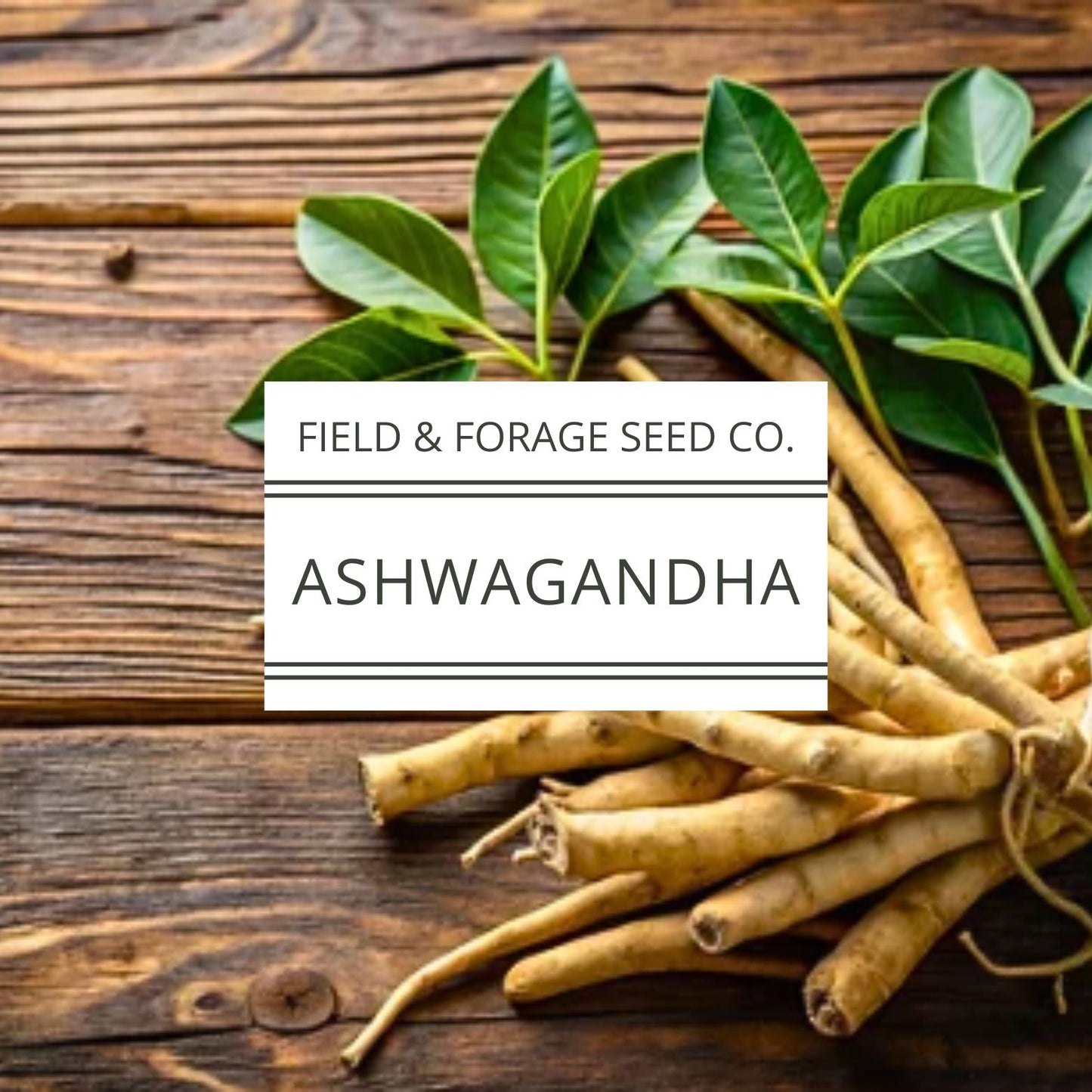 Ashwagandha Seeds | Withania somnifera | Heirloom | Non-GMO Herbal Gardens | 30 Seeds
