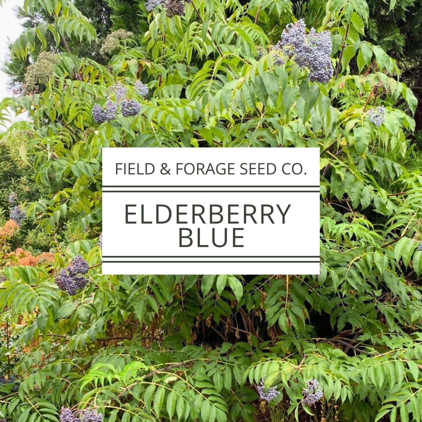 Blue Elderberry Seeds | Sambucus cerulea | Heirloom | Non-GMO | Medicinal Shrub | Pollinator Plant | Edible Berries | Native Perennial | 50 Seeds