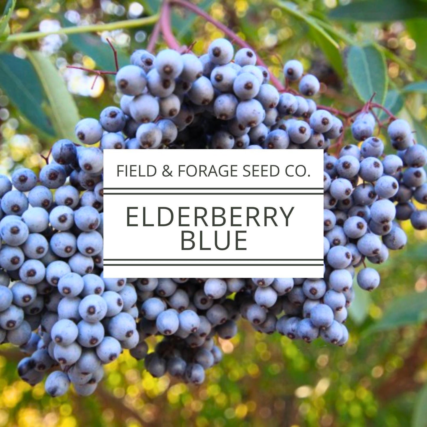 Blue Elderberry Seeds | Sambucus cerulea | Heirloom | Non-GMO | Medicinal Shrub | Pollinator Plant | Edible Berries | Native Perennial | 50 Seeds