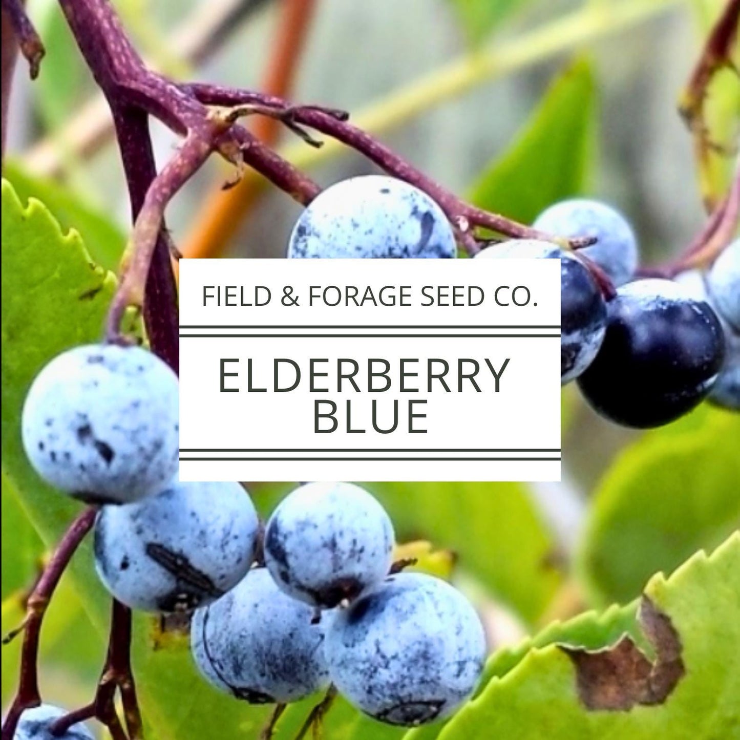 Blue Elderberry Seeds | Sambucus cerulea | Heirloom | Non-GMO | Medicinal Shrub | Pollinator Plant | Edible Berries | Native Perennial | 50 Seeds