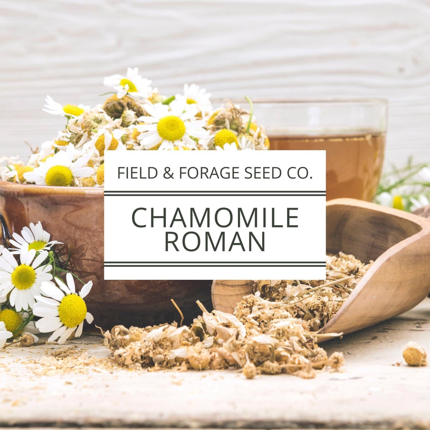Roman Chamomile Seeds | Non-GMO Heirloom | Medicinal Herb | 100 Seeds