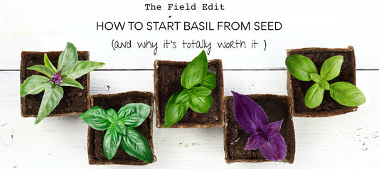 How to Start Basil from Seed (and Why It’s Totally Worth It)