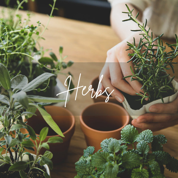 Herbs