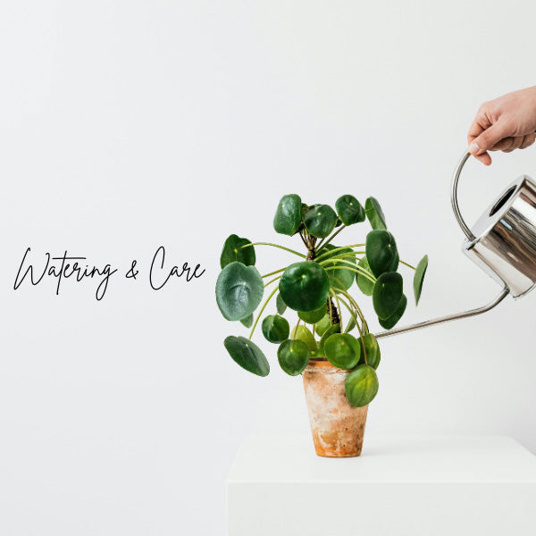 Watering & Care