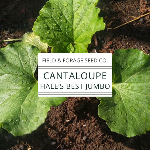 Cantaloupe Hale’s Best Jumbo Seeds  | Heirloom Melon Seeds | Non-GMO | 50 Seeds