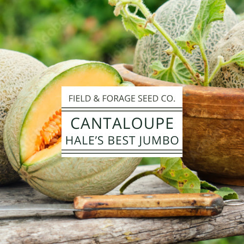 Cantaloupe Hale’s Best Jumbo Seeds  | Heirloom Melon Seeds | Non-GMO | 50 Seeds