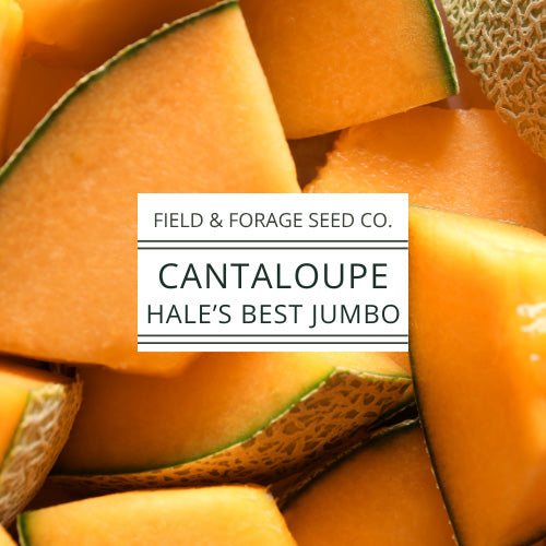 Cantaloupe Hale’s Best Jumbo Seeds  | Heirloom Melon Seeds | Non-GMO | 50 Seeds