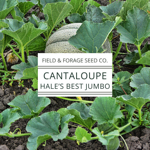 Cantaloupe Hale’s Best Jumbo Seeds  | Heirloom Melon Seeds | Non-GMO | 50 Seeds