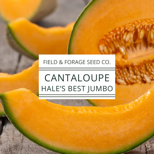 Cantaloupe Hale’s Best Jumbo Seeds  | Heirloom Melon Seeds | Non-GMO | 50 Seeds