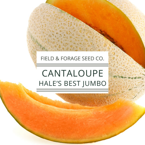 Cantaloupe Hale’s Best Jumbo Seeds  | Heirloom Melon Seeds | Non-GMO | 50 Seeds