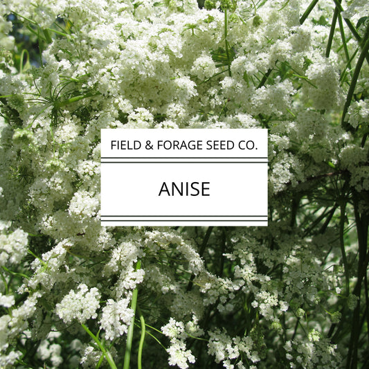Anise | Pimpinella anisum | Heirloom Herb | Culinary & Medicinal | Non-GMO | 200 Seeds