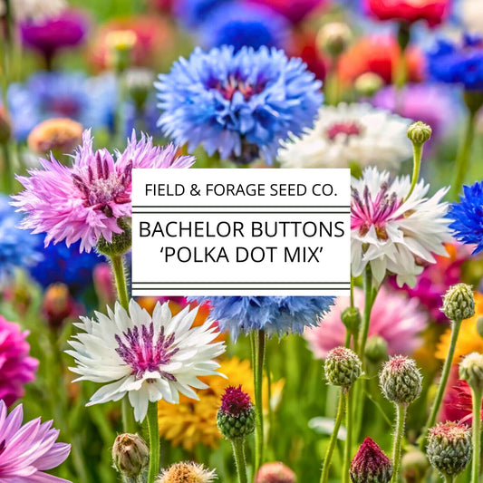 Bachelor Buttons 'Polka Dot Mix' | Centaurea cyanus | Heirloom | Non-GMO | 100 Seeds