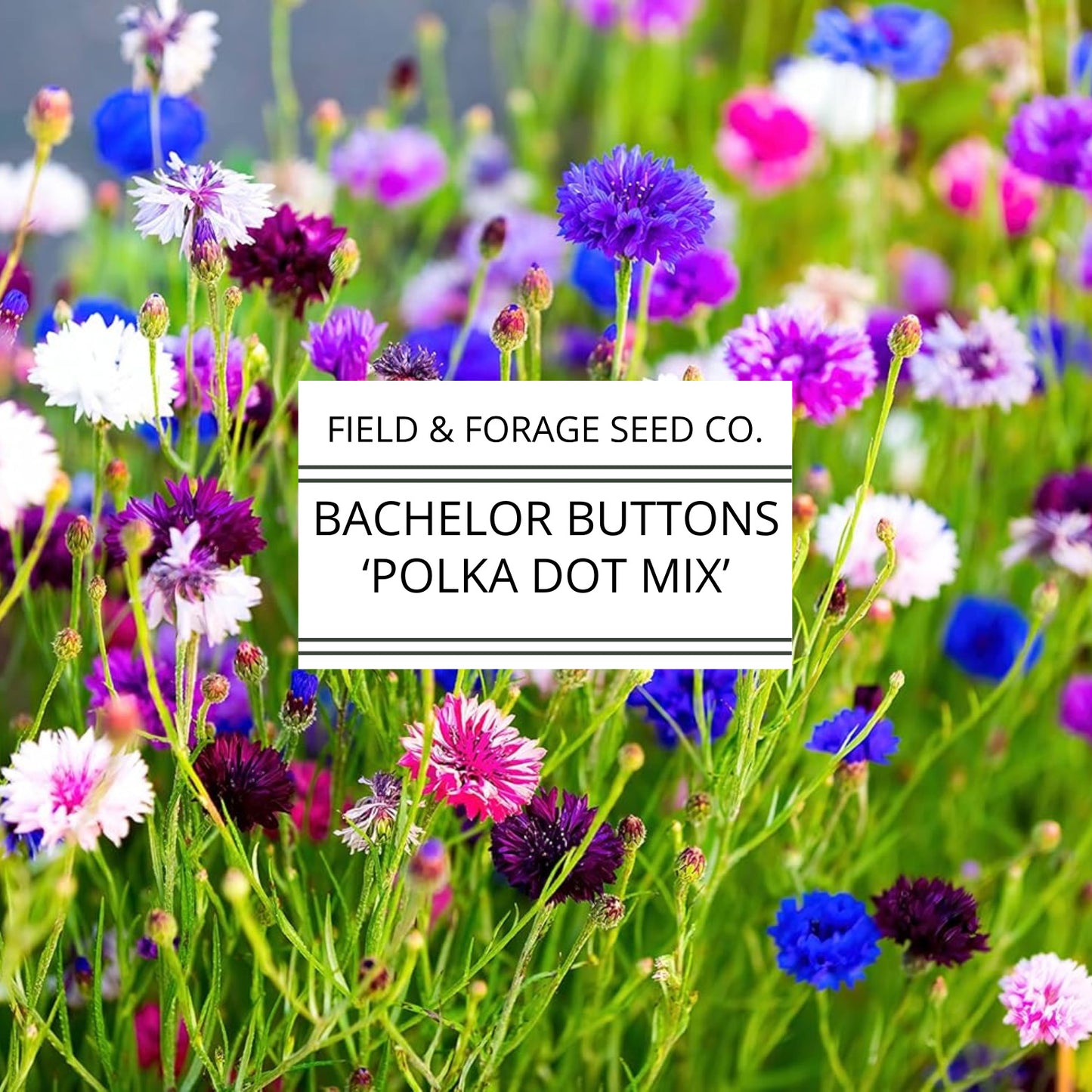 Bachelor Buttons 'Polka Dot Mix' | Centaurea cyanus | Heirloom | Non-GMO | 100 Seeds